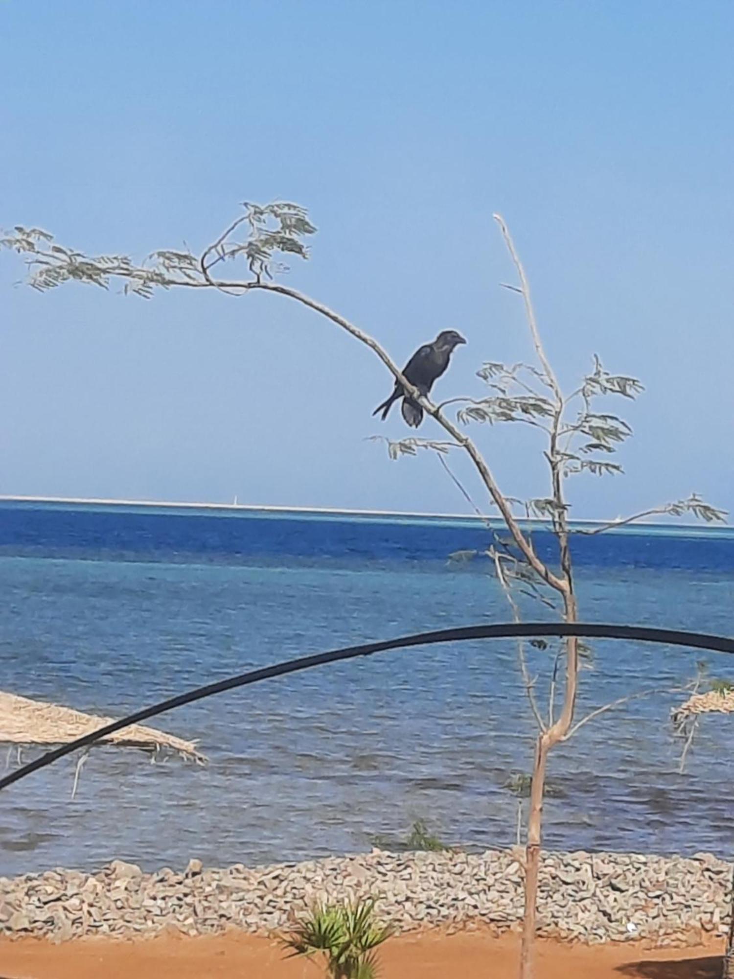 Вилла Coral Paradise Affittacamere Safaga Esterno foto